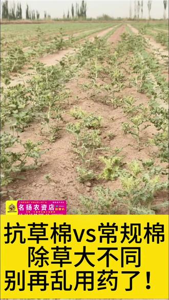 抗草棉vs常规棉除草大不同
别再乱用药了!
#棉花苗后除草剂 #克速达 #浩卓 #驭仆
#科普的重要性