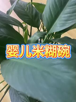 #宝宝专用 #婴幼儿辅食碗 #母婴好物