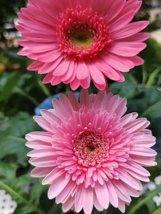 家里花盆小院空着的,种上几棵#非洲菊 吧,开花真的非常惊艳,还可以做切花!#我的花花草草🌸🌸 #爱生活爱养花 #小院时光