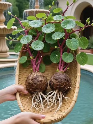 #水培植物 #室内绿植 #室内盆栽 #花卉绿植 #红藤山乌龟盆栽