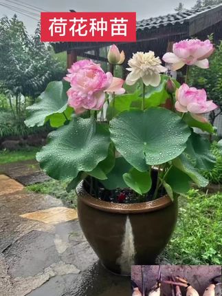 #花卉绿植 #爱生活爱养花 #荷花 #荷花种植 #荷花苗