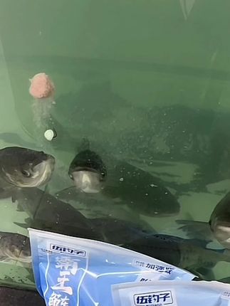一款好的鱼饵、就像这样、狂口、真实测试