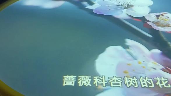 12月的花#花#花朵