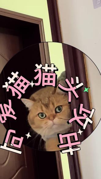 #猫猫营业视频 #萌宠出道计划 #魔性猫猫表情包 谁懂呀!睁开眼就是小猫的大头攻击😂