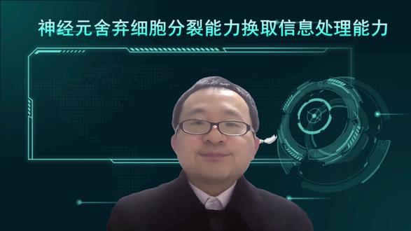 神经元舍弃细胞分裂能力换取信息处理能力 体细胞和神经胶质细胞都具有特定的功能,并具有新陈代谢和细胞分裂能力。成熟的神经元只具有新陈代谢和信息处理能力,没有细胞分裂能力,即神经元舍弃细胞分裂能力换取信息处理能力。体细胞把90%~95%的资源用于细胞分裂,神经元把90%~95%的资源用于信息处理能力。