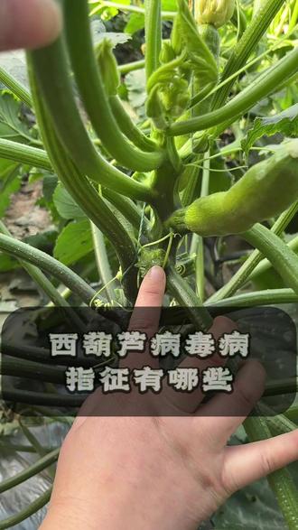西葫芦病毒病有哪些指征 #西葫芦高产技术 #病毒病 #病毒 #高产