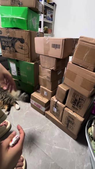 不值随心配开箱 今天依旧是开箱#开箱 #猫咪 -#萌宠出道计划