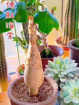 【佛肚海棠佛肚树热带植物块根植物观花多肉植物盆栽】#家庭种植 #每日分享 #爱生活爱养花 #家庭养花 #养花小知识 @抖音小助手