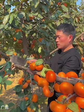新鲜脆柿子终于上市了,每一个都是冰糖心,脆甜多汁,一囗爆汁#新鮮采摘 #水果 #脆杮子 #新鲜脆杮