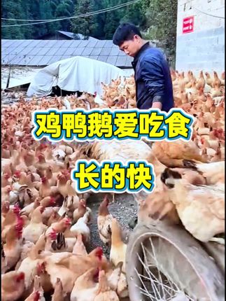 鸡鸭鹅养殖#三农 #养鸡 #科学养鸡 #鸡鸭鹅养殖 #生态散养土鸡