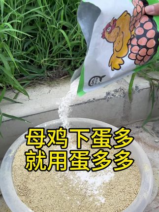 #鸡鸭鹅养殖 #蛋鸡无抗养殖 #农村养鸡人