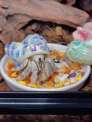 陌派「超萌好物」【寄居蟹食粮】食物零食专用鱼虾干椰子片胡萝卜#寄居蟹食粮 #寄居蟹零食 #鱼虾干 #椰子片