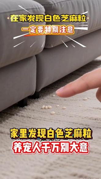 养猫人如果家里发现这样的白色芝麻粒,米粒,千万别大意 #养猫小百科 #科学养宠攻略 #新手养猫 #养猫 #猫咪