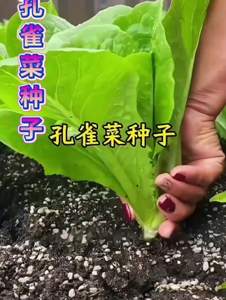 #农业种植 #纯天然绿色蔬菜 #家庭小菜园 #在家种菜 喜欢了你也种一点吧。