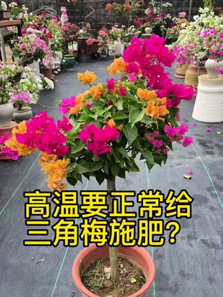 春夏是三角梅生长期,要正常施肥#三角梅 #三角梅开花 #三角梅养护 #三角梅施肥