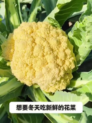基地直发各种花菜苗,有西兰花、大白花、松花菜苗,还有青白菜紫白菜和牛心白菜苗#多品种白菜苗#基地直发