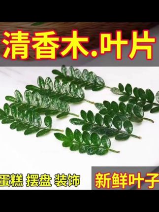 蛋糕装饰清香胡椒木新鲜叶子西餐烘焙植物装饰摆盘点缀甜品胡椒木#清香木叶子 #胡椒木叶子 #蛋糕装饰叶子 #烘焙装饰绿植 #烘焙装饰叶