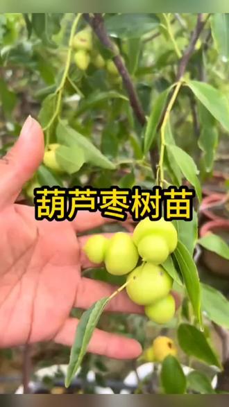 枣树苗葫芦枣树苗嫁接枣子苗猴头枣子树苗南北方种植当年结果#葫芦枣树苗 #优质农产品 #果苗供应 #三农#好物推荐