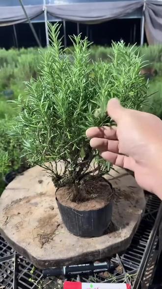养盆迷迭香!煎牛排泡茶还能清新空气