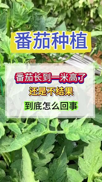 番茄长到一米多了,还是不结果怎么回事?#西红柿种植#番茄种植#西红柿种植技术#番茄种植技术