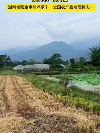 金甲岭萝卜,湖南省衡阳市珠晖区特产,全国农产品地理标志。2018年9月5日,中华人民共和国农业农村部正式批准对“金甲岭萝卜”实施农产品地理标志登记保护。#衡阳#金甲岭鸡萝卜#萝卜干#珠晖区#衡阳人在广州