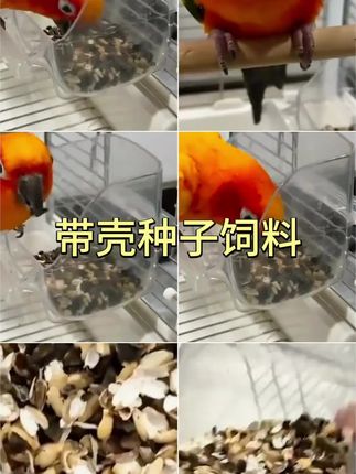 #鸟粮 #带壳种子 #饲料
