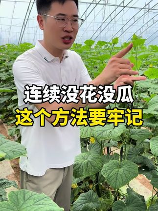 连续没花没瓜这个方法要牢记#黄瓜 #黄瓜种植 #黄瓜高产种植