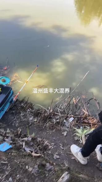 温州 盛丰15869695340微信同号