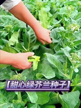甜芯绿芥蓝,阳台庭院四季盆栽蔬菜种籽,现在正是播种的季节#甜芯绿芥兰种子 #阳台小院均可种植 #蔬菜种子 #自己种菜 #三农