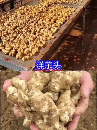 #新鲜洋姜