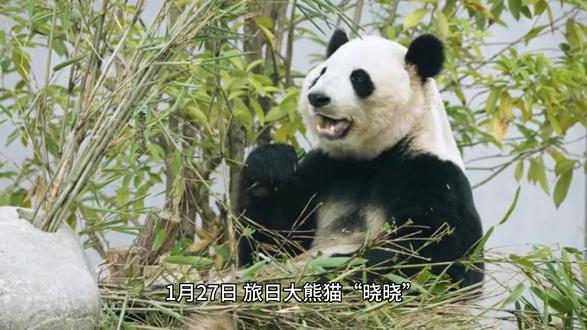 旅日大熊猫“晓晓”和“蕾蕾”回国 与公众见面时间待定 1月27日,旅日大熊猫“晓晓”和“蕾蕾”正式启程归国。它们在离开东京上野动物园后,从成田机场搭乘飞机返回四川。