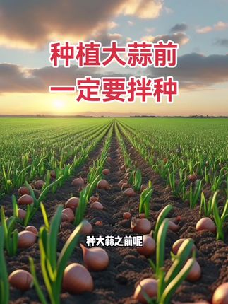 大蒜种植户必备 大蒜拌种必备#种植小技巧 #大蒜 #三农种植