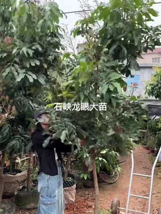 龙眼果苗,可以种一两颗#石侠龙眼苗#四季龙眼苗 #各种龙眼树苗