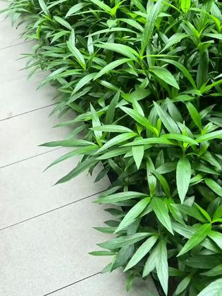 正宗普洱茶熟茶饼茶叶云南柑普茶橘普茶小茶饼新会陈皮小饼茶袋装#召唤茶友 #爱生活爱喝茶