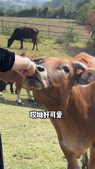 两黑一笋,到底是什么东西? #牛肉 #牛 #科普 @牛郎山夷陵黄牛肉产品体验中心(中南路店)