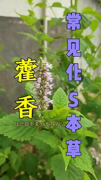 常见8种化S本草#乡村英才计划 #新农人计划2023 #抖音二创激励计划 #三农 #植物 @抖音小助手 @抖音