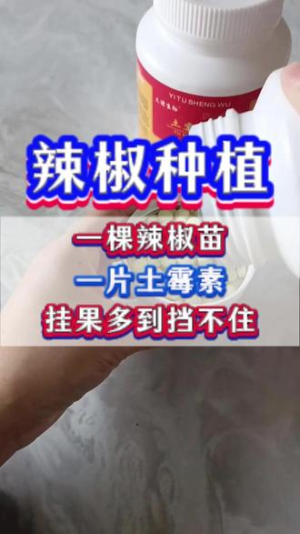 土霉素在辣椒种植上用法大揭秘#辣椒管理 #三农种植 #辣椒种植 #种辣椒