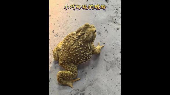 新生蟾蜍的生死迁徙:穿越水蛭围堵的致命池塘 #动物世界 #蟾蜍 #癞蛤蟆 #水蛭 #蟾蜍养殖