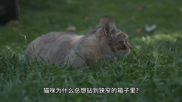 猫咪为什么喜欢钻空子?