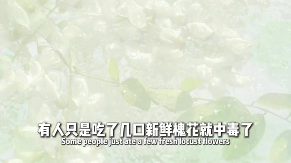 鲜嫩槐花暗藏致命隐患!有人吃完尿液变浓茶色,这类人群一口都不能碰 #槐花 #科普 #美食 #涨知识 #知识分享