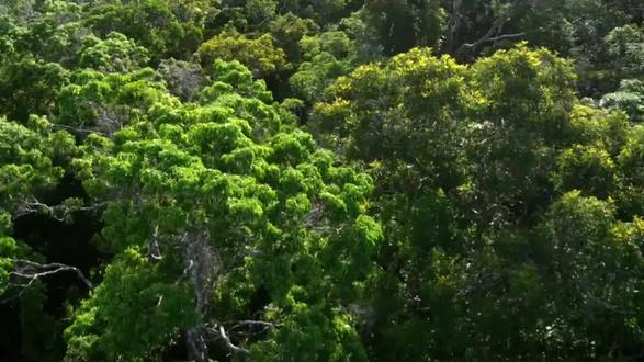 #微型怪兽#大木林蛛的求偶和交配#密恐慎入