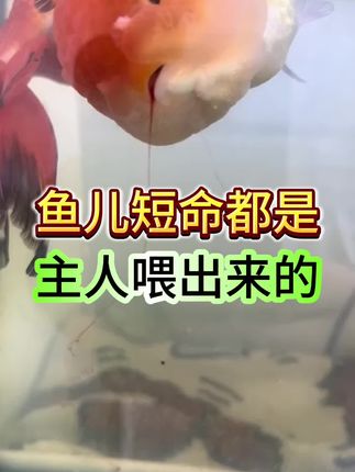 鱼儿短命其实都是主人喂出来的#新手养鱼#观赏鱼#水族#养鱼经验分享