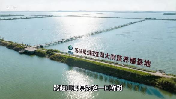 跨越山海,只为这一口鲜甜,这就是我们,苏融蟹业阳澄湖大闸蟹养殖基地,拥有东湖优质的养殖水域,阳澄湖因其水质清澈,鱼虾资源丰富,正是大闸蟹,最爱的天然运动场。每只蟹都在流动活水中,自由爬行,练就强健体腿,因片天地,孕育着这种美食传奇。阳澄湖大闸蟹,苏融蟹业坚持活水慢养,科学投喂蟹苗,选自长江水系良种,投喂玉米、小鱼、螺蛳等天然饵料,保障营养与健康。每日巡湖,监测水质、水草覆盖率,模拟自然生长条件,确保大闸蟹,在接近野生的环境中,自然生长。秋风起,蟹脚痒。每到捕捞季,用传统地笼捕捞,只挑选达到标准规格的成熟蟹,精准捕捉,只只肥美成熟的大闸蟹。发货基地紧邻湖区,当天捕捞,当天发货,顺丰冷链直达您家,做到全程把控,发货称重、确保品质,确保您收到的每一只蟹都鲜活有力,膏黄浓郁。一份好蟹,见证不凡美味,匠心守候吃好蟹,尽在苏融蟹业。#大闸蟹养殖 #新农人计划 #创作人计划 #纪录美好生活 #记录生活