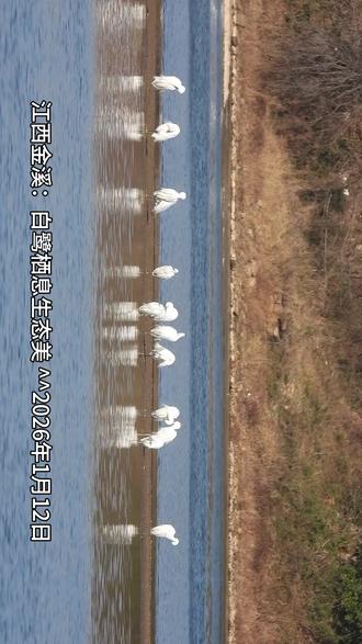 江西金溪:白鹭栖息生态美 2026年1月12日,江西省抚州市金溪县何源镇杨蒋村青田港碧水长流、环境优美,吸引成群的白鹭在此栖息、觅食,成为冬日乡村一道亮丽的风景线。近年来,当地持续加大野生动植物保护力度,严厉打击破坏野生动植物资源的违法犯罪活动,推动生态环境持续向好,野生动植物种群数量明显增多,分布范围不断扩大。