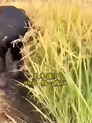 #玉米镰刀 #玉米镰刀玉米专用收割镰刀 #镰刀 #五金工具 #强烈推荐