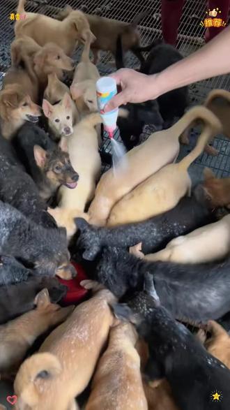 猫狗身上有跳蚤、蜱虫,可以尝试一下这个方法。 #新农人计划2026 #狗狗驱虫 #蜱虫 #养狗经验分享 #养狗小妙招