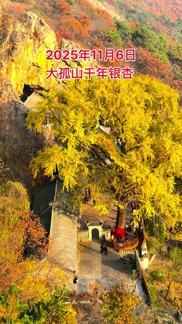 大孤山千年银杏,本周末将进入最佳观赏期,欢迎各位朋友前来打卡,定格这份跨越千年的金黄之约。#旅行推荐官 #明星打卡地 #古寺 #千年古树 #天下祈福地,如愿大孤山。