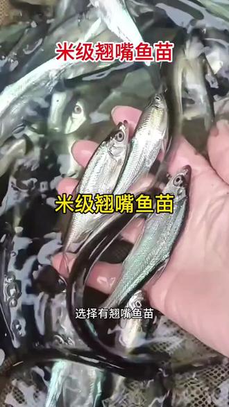 米级翘嘴以小鱼小虾为食,小苗下塘时主要捕捉浮游昆虫,藻类,只要食物充足一年能长3斤左右 #米级翘嘴鱼苗 #鱼苗孵化养殖场 #渔场直发 #新农人计划 #扶持三农流量计划