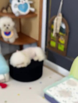 里兜官方旗舰店的秘密武器来啦! 告别宠物异味,拥抱清新家园🏡, LORDE里兜宠物除臭剂, 还你一个洁净的空气空间。#好物推荐🔥