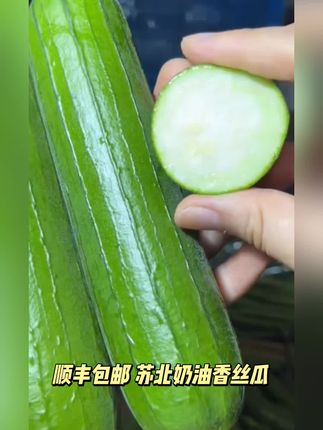 【顺丰】苏北奶油香丝瓜现摘现发棒丝瓜新鲜当季时令蔬菜